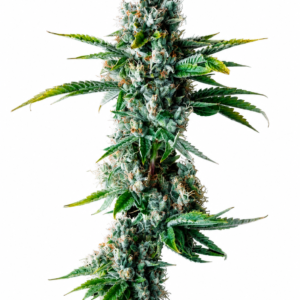 Skywalker OG Clone: A Cultivation Gem The Skywalker OG clone is a masterpiece of cannabis genetics, emerging from the expert blend of Mazar, Blueberry OG, and OG Kush. As an Indica-dominant strain, it thrives in outdoor gardens, particularly in dry climates, offering a spectacular cultivation experience for both novice and experienced growers. Genetic Lineage At the heart of the Skywalker OG clone is its rich genetic history. The harmonious combination of Mazar, Blueberry OG, and OG Kush creates a powerful strain known for its resilience and robust growth patterns. This breeding mastery results in a plant that excels in various conditions, making it a favorite among cultivators. Quick to Flower One of the standout features of the Skywalker OG clone is its rapid flowering time. In just 7 to 9 weeks, this clone produces dense, resinous buds, making it highly appealing to those seeking a swift and efficient harvest. This quick turnaround from seedling to harvest maximizes cultivation efforts and productivity. Aroma Unveiled The Skywalker OG clone is renowned for its distinctive aroma. Earthy and peppery tones dominate, with subtle herbal undertones that create a unique and enticing scent profile. This aroma is attributed to the presence of terpenes such as pinene, humulene, and phellandrene, enhancing its appeal to cannabis enthusiasts. Yield and Effects With its robust growth, the Skywalker OG clone offers generous yields, making it a valuable addition to any cultivation setup. The effects are as impressive as its growth, providing a soothing and relaxing experience typical of Indica strains. It’s an ideal choice for unwinding after a long day, offering a sense of calm and tranquility. Breeding Mastery and Cultivation Success The Skywalker OG clone is a testament to the art of cannabis breeding, combining the strengths of its parent strains to deliver a superior cultivation experience. Its adaptability to outdoor growth, coupled with its robust flavor and aroma, showcases the breeding artistry behind it. This strain is not just a product of its lineage but a new standard in cannabis cultivation, offering a harmonious balance of growth characteristics and sensory experiences. As a symbol of genetic excellence, the Skywalker OG clone stands out in the cannabis community. Its unique flavor profile, marked by earthy and peppery notes, makes it a sought-after variety for those who appreciate depth in aroma and taste. Whether you’re a cultivator or a connoisseur, this clone promises to deliver an exceptional experience, embodying the pinnacle of cannabis breeding.