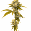 Skywalker OG Clone: A Cultivation Gem The Skywalker OG clone is a masterpiece of cannabis genetics, emerging from the expert blend of Mazar, Blueberry OG, and OG Kush. As an Indica-dominant strain, it thrives in outdoor gardens, particularly in dry climates, offering a spectacular cultivation experience for both novice and experienced growers. Genetic Lineage At the heart of the Skywalker OG clone is its rich genetic history. The harmonious combination of Mazar, Blueberry OG, and OG Kush creates a powerful strain known for its resilience and robust growth patterns. This breeding mastery results in a plant that excels in various conditions, making it a favorite among cultivators. Quick to Flower One of the standout features of the Skywalker OG clone is its rapid flowering time. In just 7 to 9 weeks, this clone produces dense, resinous buds, making it highly appealing to those seeking a swift and efficient harvest. This quick turnaround from seedling to harvest maximizes cultivation efforts and productivity. Aroma Unveiled The Skywalker OG clone is renowned for its distinctive aroma. Earthy and peppery tones dominate, with subtle herbal undertones that create a unique and enticing scent profile. This aroma is attributed to the presence of terpenes such as pinene, humulene, and phellandrene, enhancing its appeal to cannabis enthusiasts. Yield and Effects With its robust growth, the Skywalker OG clone offers generous yields, making it a valuable addition to any cultivation setup. The effects are as impressive as its growth, providing a soothing and relaxing experience typical of Indica strains. It’s an ideal choice for unwinding after a long day, offering a sense of calm and tranquility. Breeding Mastery and Cultivation Success The Skywalker OG clone is a testament to the art of cannabis breeding, combining the strengths of its parent strains to deliver a superior cultivation experience. Its adaptability to outdoor growth, coupled with its robust flavor and aroma, showcases the breeding artistry behind it. This strain is not just a product of its lineage but a new standard in cannabis cultivation, offering a harmonious balance of growth characteristics and sensory experiences. As a symbol of genetic excellence, the Skywalker OG clone stands out in the cannabis community. Its unique flavor profile, marked by earthy and peppery notes, makes it a sought-after variety for those who appreciate depth in aroma and taste. Whether you’re a cultivator or a connoisseur, this clone promises to deliver an exceptional experience, embodying the pinnacle of cannabis breeding.