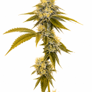 Skywalker OG Clone: A Cultivation Gem The Skywalker OG clone is a masterpiece of cannabis genetics, emerging from the expert blend of Mazar, Blueberry OG, and OG Kush. As an Indica-dominant strain, it thrives in outdoor gardens, particularly in dry climates, offering a spectacular cultivation experience for both novice and experienced growers. Genetic Lineage At the heart of the Skywalker OG clone is its rich genetic history. The harmonious combination of Mazar, Blueberry OG, and OG Kush creates a powerful strain known for its resilience and robust growth patterns. This breeding mastery results in a plant that excels in various conditions, making it a favorite among cultivators. Quick to Flower One of the standout features of the Skywalker OG clone is its rapid flowering time. In just 7 to 9 weeks, this clone produces dense, resinous buds, making it highly appealing to those seeking a swift and efficient harvest. This quick turnaround from seedling to harvest maximizes cultivation efforts and productivity. Aroma Unveiled The Skywalker OG clone is renowned for its distinctive aroma. Earthy and peppery tones dominate, with subtle herbal undertones that create a unique and enticing scent profile. This aroma is attributed to the presence of terpenes such as pinene, humulene, and phellandrene, enhancing its appeal to cannabis enthusiasts. Yield and Effects With its robust growth, the Skywalker OG clone offers generous yields, making it a valuable addition to any cultivation setup. The effects are as impressive as its growth, providing a soothing and relaxing experience typical of Indica strains. It’s an ideal choice for unwinding after a long day, offering a sense of calm and tranquility. Breeding Mastery and Cultivation Success The Skywalker OG clone is a testament to the art of cannabis breeding, combining the strengths of its parent strains to deliver a superior cultivation experience. Its adaptability to outdoor growth, coupled with its robust flavor and aroma, showcases the breeding artistry behind it. This strain is not just a product of its lineage but a new standard in cannabis cultivation, offering a harmonious balance of growth characteristics and sensory experiences. As a symbol of genetic excellence, the Skywalker OG clone stands out in the cannabis community. Its unique flavor profile, marked by earthy and peppery notes, makes it a sought-after variety for those who appreciate depth in aroma and taste. Whether you’re a cultivator or a connoisseur, this clone promises to deliver an exceptional experience, embodying the pinnacle of cannabis breeding.