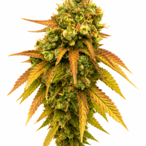 Skywalker OG Clone: A Cultivation Gem The Skywalker OG clone is a masterpiece of cannabis genetics, emerging from the expert blend of Mazar, Blueberry OG, and OG Kush. As an Indica-dominant strain, it thrives in outdoor gardens, particularly in dry climates, offering a spectacular cultivation experience for both novice and experienced growers. Genetic Lineage At the heart of the Skywalker OG clone is its rich genetic history. The harmonious combination of Mazar, Blueberry OG, and OG Kush creates a powerful strain known for its resilience and robust growth patterns. This breeding mastery results in a plant that excels in various conditions, making it a favorite among cultivators. Quick to Flower One of the standout features of the Skywalker OG clone is its rapid flowering time. In just 7 to 9 weeks, this clone produces dense, resinous buds, making it highly appealing to those seeking a swift and efficient harvest. This quick turnaround from seedling to harvest maximizes cultivation efforts and productivity. Aroma Unveiled The Skywalker OG clone is renowned for its distinctive aroma. Earthy and peppery tones dominate, with subtle herbal undertones that create a unique and enticing scent profile. This aroma is attributed to the presence of terpenes such as pinene, humulene, and phellandrene, enhancing its appeal to cannabis enthusiasts. Yield and Effects With its robust growth, the Skywalker OG clone offers generous yields, making it a valuable addition to any cultivation setup. The effects are as impressive as its growth, providing a soothing and relaxing experience typical of Indica strains. It’s an ideal choice for unwinding after a long day, offering a sense of calm and tranquility. Breeding Mastery and Cultivation Success The Skywalker OG clone is a testament to the art of cannabis breeding, combining the strengths of its parent strains to deliver a superior cultivation experience. Its adaptability to outdoor growth, coupled with its robust flavor and aroma, showcases the breeding artistry behind it. This strain is not just a product of its lineage but a new standard in cannabis cultivation, offering a harmonious balance of growth characteristics and sensory experiences. As a symbol of genetic excellence, the Skywalker OG clone stands out in the cannabis community. Its unique flavor profile, marked by earthy and peppery notes, makes it a sought-after variety for those who appreciate depth in aroma and taste. Whether you’re a cultivator or a connoisseur, this clone promises to deliver an exceptional experience, embodying the pinnacle of cannabis breeding.
