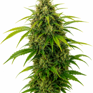 AJ’s Sour Diesel x Gorilla Glue #4 Seeds The AJ’s Sour Diesel x Gorilla Glue #4 Seeds are a stellar creation from the renowned breeders at Buds & Roses. This unique cross combines two legendary strains, AJ’s Sour Diesel and Gorilla Glue #4, resulting in a robust and potent cultivar that promises an exceptional growing experience. Whether you’re a seasoned grower or a curious cultivator, these seeds are designed to deliver quality and consistency. Genetics The genetic lineage of AJ’s Sour Diesel x Gorilla Glue #4 is a true testament to its superior pedigree. AJ’s Sour Diesel is celebrated for its energetic and invigorating effects, boasting a pungent diesel aroma with hints of citrus. On the other hand, Gorilla Glue #4 is famous for its high THC content and heavy-hitting relaxation, with sticky, resinous buds that are a trichome-laden dream. Together, these genetics create a balanced hybrid that exhibits the best traits of both parent strains. Terpenes Expect a rich terpene profile dominated by: Caryophyllene: Offers spicy, peppery notes, contributing to a warm and rich aroma. Limonene: Provides a bright, citrusy scent that can uplift and invigorate. Myrcene: Adds earthy undertones, enhancing the overall complexity of the aroma. Growing Notes AJ’s Sour Diesel x Gorilla Glue #4 Seeds are feminized, making them a great choice for growers aiming for a straightforward cultivation process. This strain thrives in both indoor and outdoor environments, though it particularly flourishes in a controlled indoor setting. Expect a flowering time of approximately 8-10 weeks. The plants tend to develop a medium to tall stature with a generous yield of dense, resin-coated buds. Growers should ensure proper ventilation and humidity control to prevent mold and mildew, given the thick foliage and dense bud structure. Regular training techniques, like topping and low-stress training, are recommended to maximize yield and maintain an even canopy. Effects AJ’s Sour Diesel x Gorilla Glue #4 offers a balanced array of effects that cater to both mind and body. The initial experience is often characterized by an uplifting cerebral high, courtesy of AJ’s Sour Diesel, which can spark creativity and conversation. As the effects settle, Gorilla Glue #4’s influence brings a profound relaxation that can soothe physical tension and promote a sense of calm. Overall, AJ’s Sour Diesel x Gorilla Glue #4 Seeds by Buds & Roses provide an enriching cultivation journey and a rewarding harvest, making them a valuable addition to any grower’s repertoire.