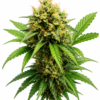 AJ’s Sour Diesel x Gorilla Glue #4 Seeds The AJ’s Sour Diesel x Gorilla Glue #4 Seeds are a stellar creation from the renowned breeders at Buds & Roses. This unique cross combines two legendary strains, AJ’s Sour Diesel and Gorilla Glue #4, resulting in a robust and potent cultivar that promises an exceptional growing experience. Whether you’re a seasoned grower or a curious cultivator, these seeds are designed to deliver quality and consistency. Genetics The genetic lineage of AJ’s Sour Diesel x Gorilla Glue #4 is a true testament to its superior pedigree. AJ’s Sour Diesel is celebrated for its energetic and invigorating effects, boasting a pungent diesel aroma with hints of citrus. On the other hand, Gorilla Glue #4 is famous for its high THC content and heavy-hitting relaxation, with sticky, resinous buds that are a trichome-laden dream. Together, these genetics create a balanced hybrid that exhibits the best traits of both parent strains. Terpenes Expect a rich terpene profile dominated by: Caryophyllene: Offers spicy, peppery notes, contributing to a warm and rich aroma. Limonene: Provides a bright, citrusy scent that can uplift and invigorate. Myrcene: Adds earthy undertones, enhancing the overall complexity of the aroma. Growing Notes AJ’s Sour Diesel x Gorilla Glue #4 Seeds are feminized, making them a great choice for growers aiming for a straightforward cultivation process. This strain thrives in both indoor and outdoor environments, though it particularly flourishes in a controlled indoor setting. Expect a flowering time of approximately 8-10 weeks. The plants tend to develop a medium to tall stature with a generous yield of dense, resin-coated buds. Growers should ensure proper ventilation and humidity control to prevent mold and mildew, given the thick foliage and dense bud structure. Regular training techniques, like topping and low-stress training, are recommended to maximize yield and maintain an even canopy. Effects AJ’s Sour Diesel x Gorilla Glue #4 offers a balanced array of effects that cater to both mind and body. The initial experience is often characterized by an uplifting cerebral high, courtesy of AJ’s Sour Diesel, which can spark creativity and conversation. As the effects settle, Gorilla Glue #4’s influence brings a profound relaxation that can soothe physical tension and promote a sense of calm. Overall, AJ’s Sour Diesel x Gorilla Glue #4 Seeds by Buds & Roses provide an enriching cultivation journey and a rewarding harvest, making them a valuable addition to any grower’s repertoire.