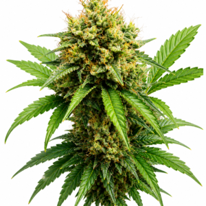 AJ’s Sour Diesel x Gorilla Glue #4 Seeds The AJ’s Sour Diesel x Gorilla Glue #4 Seeds are a stellar creation from the renowned breeders at Buds & Roses. This unique cross combines two legendary strains, AJ’s Sour Diesel and Gorilla Glue #4, resulting in a robust and potent cultivar that promises an exceptional growing experience. Whether you’re a seasoned grower or a curious cultivator, these seeds are designed to deliver quality and consistency. Genetics The genetic lineage of AJ’s Sour Diesel x Gorilla Glue #4 is a true testament to its superior pedigree. AJ’s Sour Diesel is celebrated for its energetic and invigorating effects, boasting a pungent diesel aroma with hints of citrus. On the other hand, Gorilla Glue #4 is famous for its high THC content and heavy-hitting relaxation, with sticky, resinous buds that are a trichome-laden dream. Together, these genetics create a balanced hybrid that exhibits the best traits of both parent strains. Terpenes Expect a rich terpene profile dominated by: Caryophyllene: Offers spicy, peppery notes, contributing to a warm and rich aroma. Limonene: Provides a bright, citrusy scent that can uplift and invigorate. Myrcene: Adds earthy undertones, enhancing the overall complexity of the aroma. Growing Notes AJ’s Sour Diesel x Gorilla Glue #4 Seeds are feminized, making them a great choice for growers aiming for a straightforward cultivation process. This strain thrives in both indoor and outdoor environments, though it particularly flourishes in a controlled indoor setting. Expect a flowering time of approximately 8-10 weeks. The plants tend to develop a medium to tall stature with a generous yield of dense, resin-coated buds. Growers should ensure proper ventilation and humidity control to prevent mold and mildew, given the thick foliage and dense bud structure. Regular training techniques, like topping and low-stress training, are recommended to maximize yield and maintain an even canopy. Effects AJ’s Sour Diesel x Gorilla Glue #4 offers a balanced array of effects that cater to both mind and body. The initial experience is often characterized by an uplifting cerebral high, courtesy of AJ’s Sour Diesel, which can spark creativity and conversation. As the effects settle, Gorilla Glue #4’s influence brings a profound relaxation that can soothe physical tension and promote a sense of calm. Overall, AJ’s Sour Diesel x Gorilla Glue #4 Seeds by Buds & Roses provide an enriching cultivation journey and a rewarding harvest, making them a valuable addition to any grower’s repertoire.