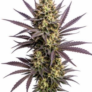 AJ’s Sour Diesel x Gorilla Glue #4 Seeds The AJ’s Sour Diesel x Gorilla Glue #4 Seeds are a stellar creation from the renowned breeders at Buds & Roses. This unique cross combines two legendary strains, AJ’s Sour Diesel and Gorilla Glue #4, resulting in a robust and potent cultivar that promises an exceptional growing experience. Whether you’re a seasoned grower or a curious cultivator, these seeds are designed to deliver quality and consistency. Genetics The genetic lineage of AJ’s Sour Diesel x Gorilla Glue #4 is a true testament to its superior pedigree. AJ’s Sour Diesel is celebrated for its energetic and invigorating effects, boasting a pungent diesel aroma with hints of citrus. On the other hand, Gorilla Glue #4 is famous for its high THC content and heavy-hitting relaxation, with sticky, resinous buds that are a trichome-laden dream. Together, these genetics create a balanced hybrid that exhibits the best traits of both parent strains. Terpenes Expect a rich terpene profile dominated by: Caryophyllene: Offers spicy, peppery notes, contributing to a warm and rich aroma. Limonene: Provides a bright, citrusy scent that can uplift and invigorate. Myrcene: Adds earthy undertones, enhancing the overall complexity of the aroma. Growing Notes AJ’s Sour Diesel x Gorilla Glue #4 Seeds are feminized, making them a great choice for growers aiming for a straightforward cultivation process. This strain thrives in both indoor and outdoor environments, though it particularly flourishes in a controlled indoor setting. Expect a flowering time of approximately 8-10 weeks. The plants tend to develop a medium to tall stature with a generous yield of dense, resin-coated buds. Growers should ensure proper ventilation and humidity control to prevent mold and mildew, given the thick foliage and dense bud structure. Regular training techniques, like topping and low-stress training, are recommended to maximize yield and maintain an even canopy. Effects AJ’s Sour Diesel x Gorilla Glue #4 offers a balanced array of effects that cater to both mind and body. The initial experience is often characterized by an uplifting cerebral high, courtesy of AJ’s Sour Diesel, which can spark creativity and conversation. As the effects settle, Gorilla Glue #4’s influence brings a profound relaxation that can soothe physical tension and promote a sense of calm. Overall, AJ’s Sour Diesel x Gorilla Glue #4 Seeds by Buds & Roses provide an enriching cultivation journey and a rewarding harvest, making them a valuable addition to any grower’s repertoire.